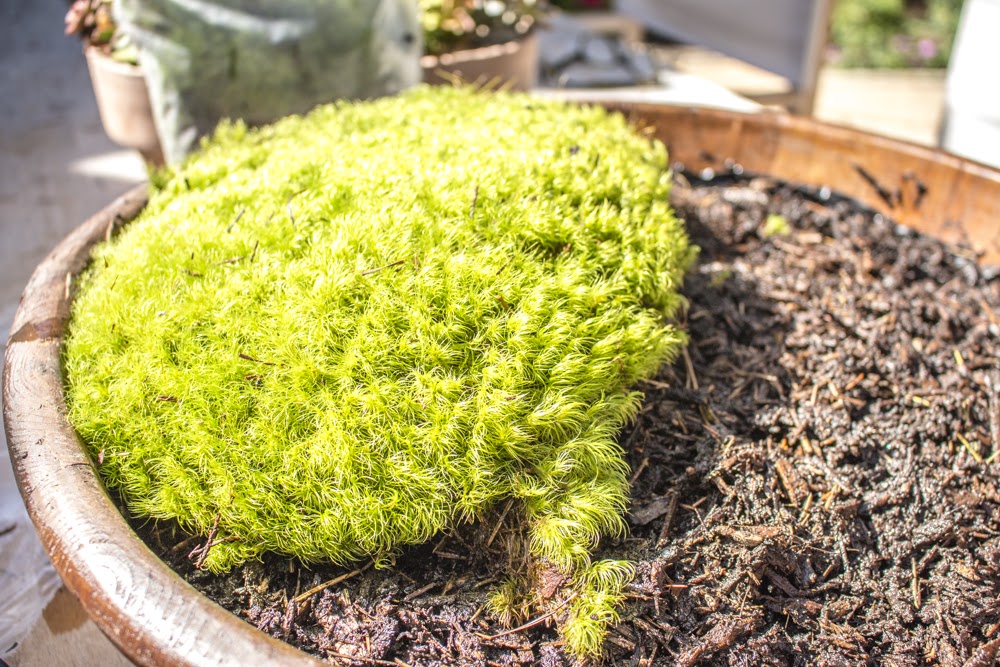 The Polished Pebble Live Moss Centerpiece DIY