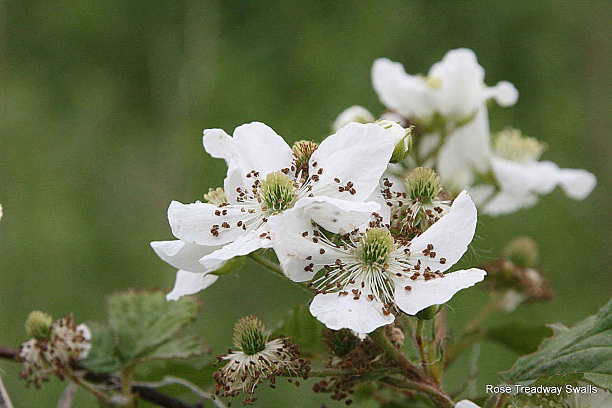 Time Stand Still, a photo blog Blackberry blossoms