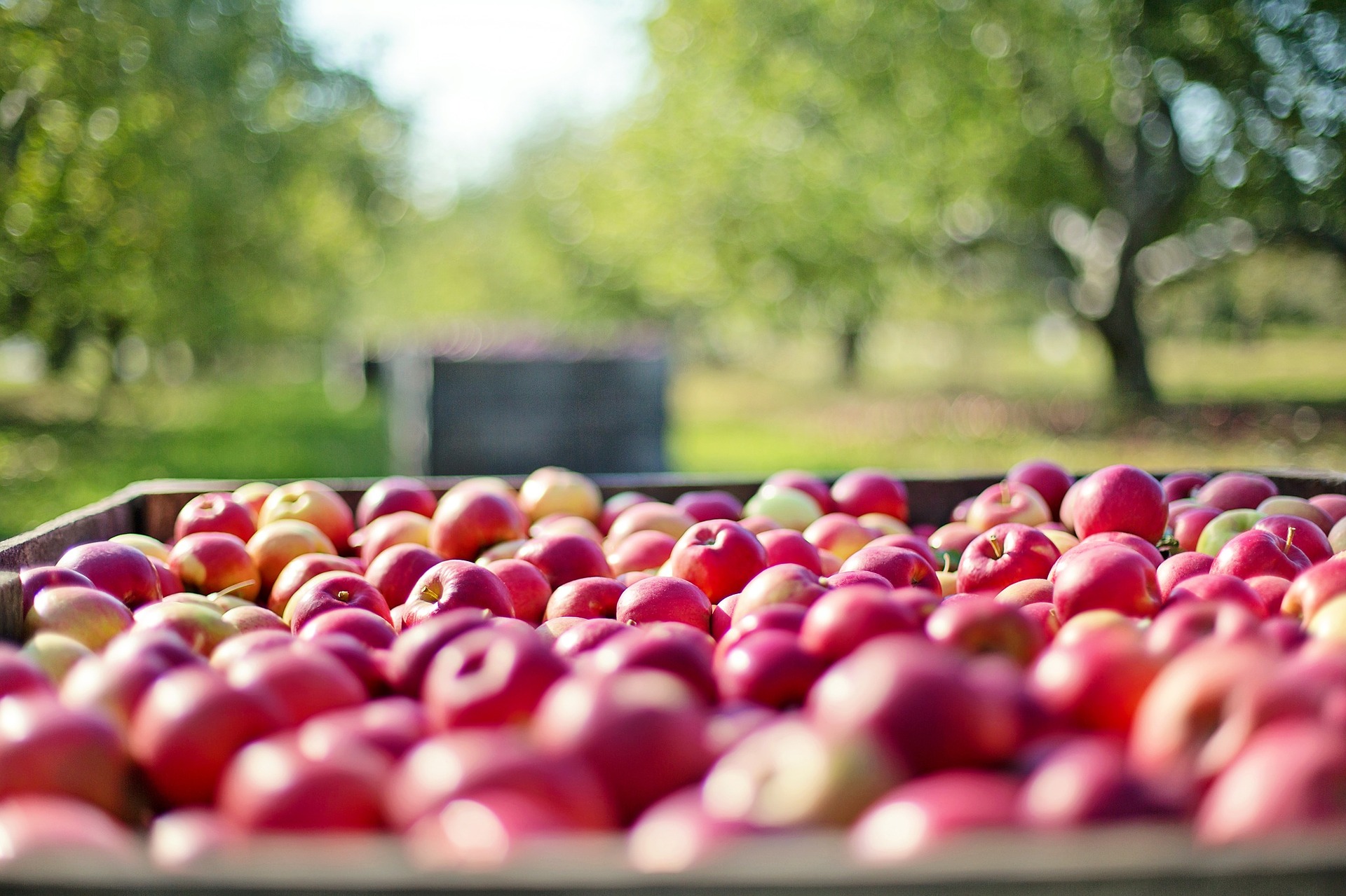 Planting Apple Trees