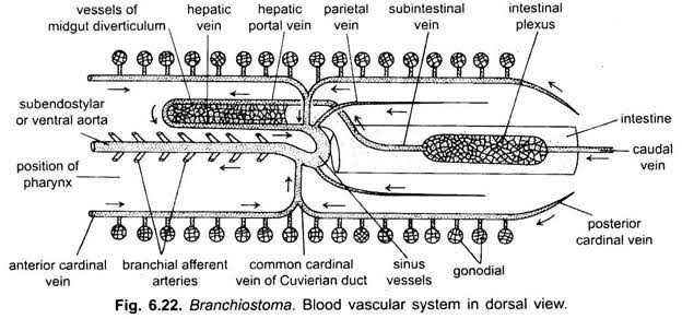Circulatory system of amphioxus