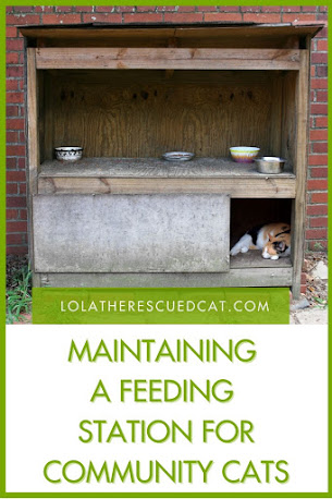 feeding stations for outdoor cats