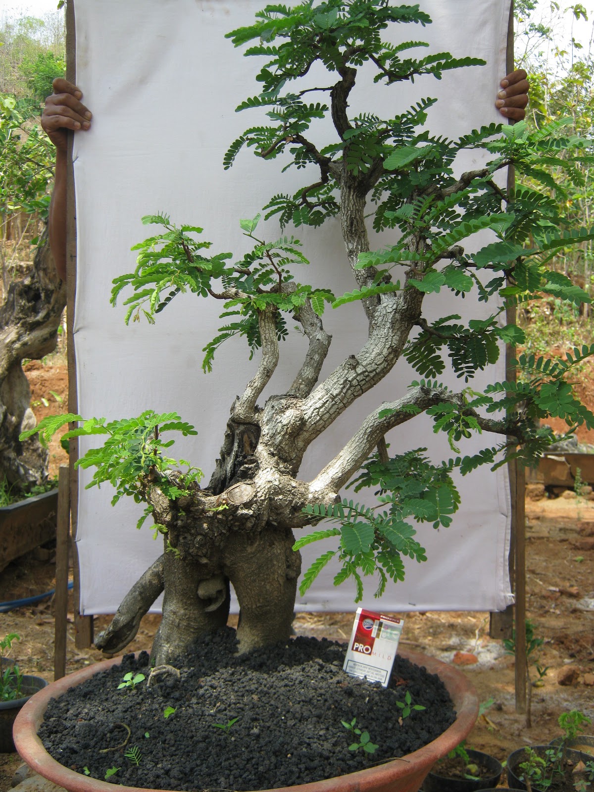 KOMUNITAS BONSAI GAJAH MUNGKUR WONOGIRI: BAHAN BONSAI MILIK JAWOTO KUDI