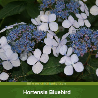 ciri ciri pohon tanaman bunga hortensia