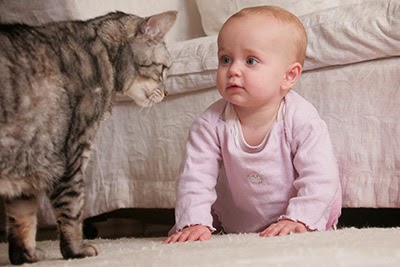 Tabby cat and baby