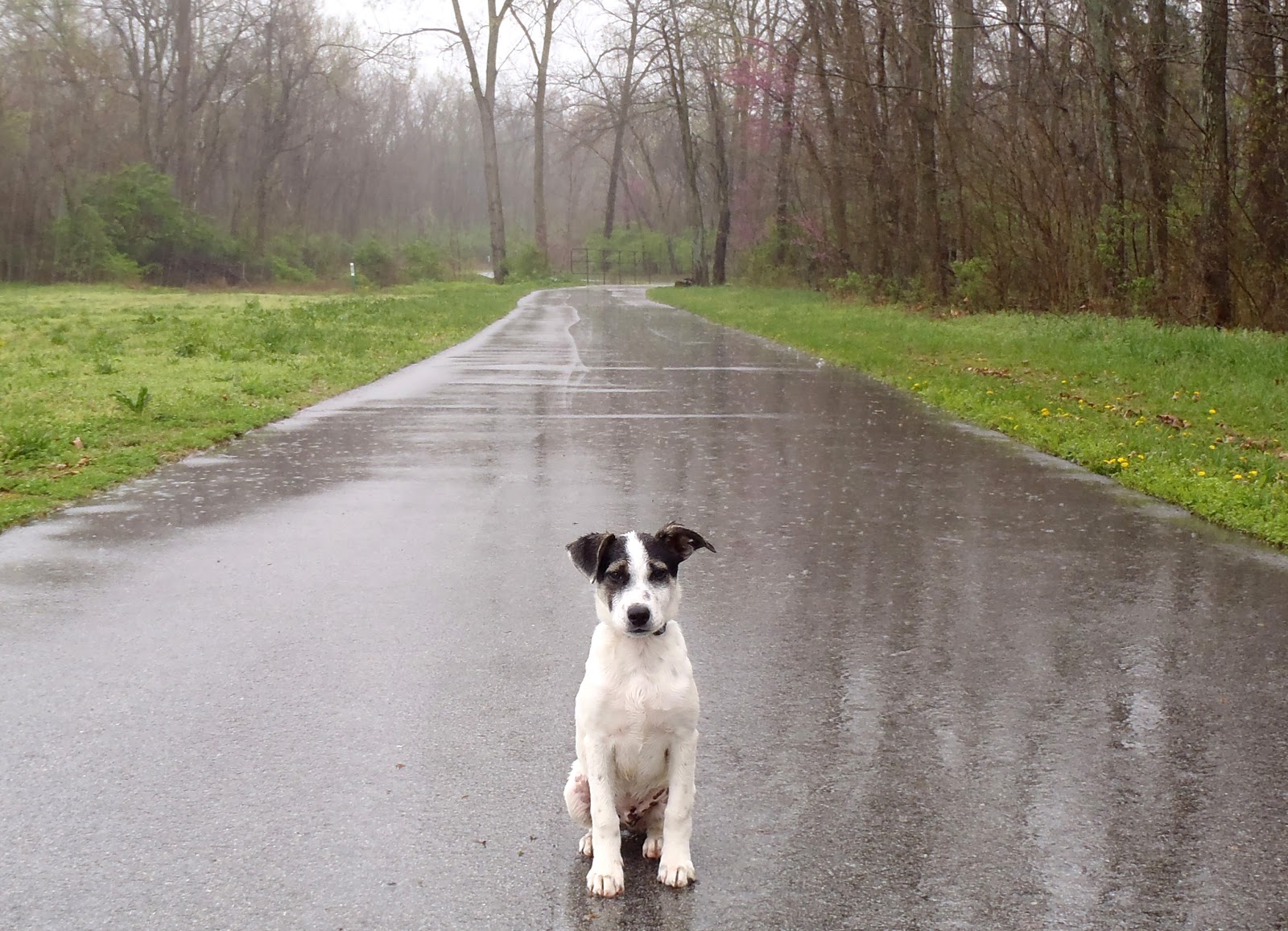 Small Mammals of Arkansas Trails of Arkansas (& now California)