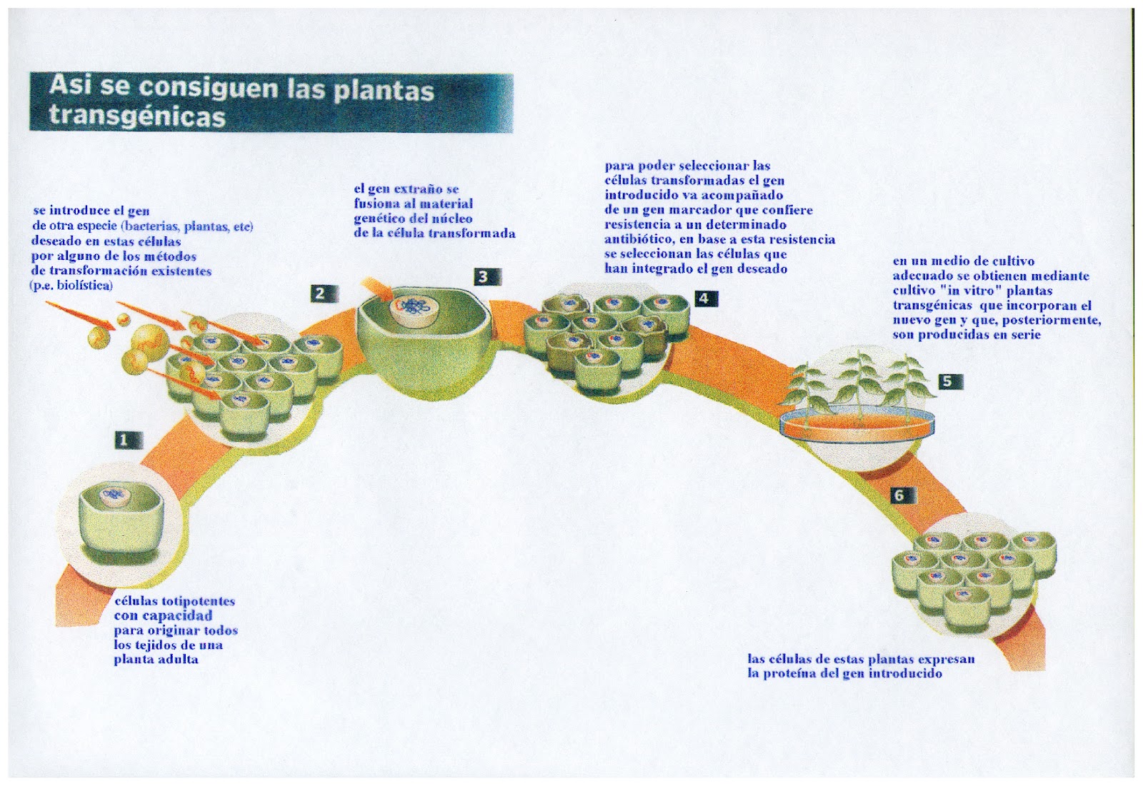 Ciencias Para El Mundo Contemporáneo: Modificación genética de plantas