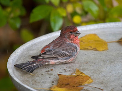 Photo of a House Finch in a bird bath