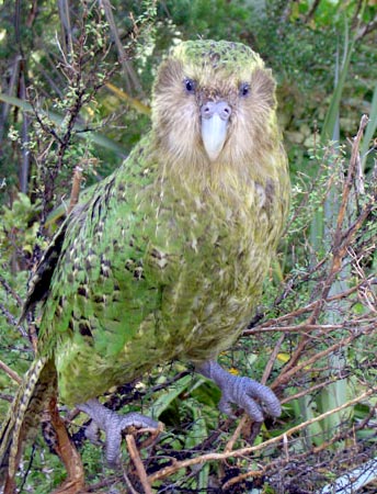 Kakapo | Animal Wildlife