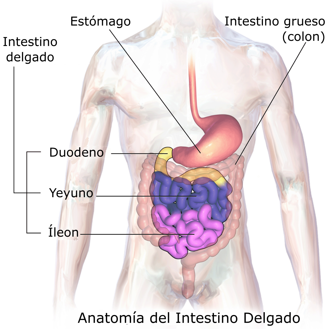 Anatomía del Intestino y sus partes