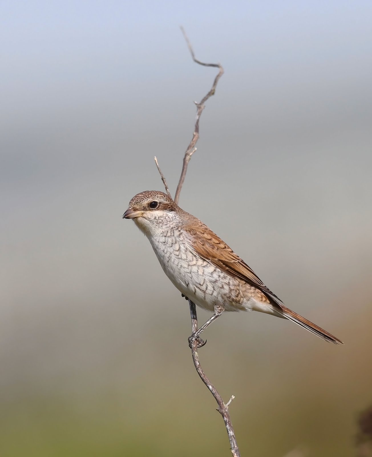 The early birder Redbacked Shrike