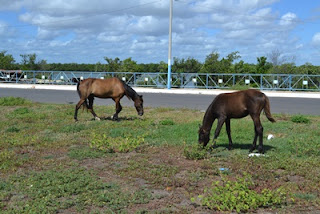PREFEITURA INICIA MUTIRÃO E COMEÇA A RECOLHER ANIMAIS SOLTOS NA CIDADE