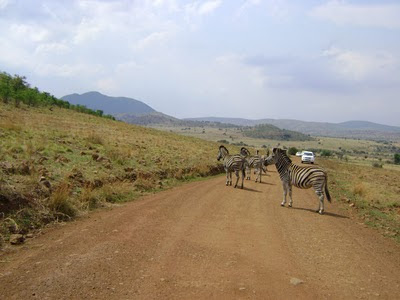 Zebry widziane na drodze  w czysie wycieczki do Pilanesberga