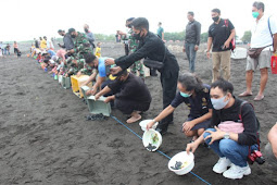 Komandan Lanal Banyuwangi Bersama BBKSDA Jawa Timur Lepas 581 Tukik
