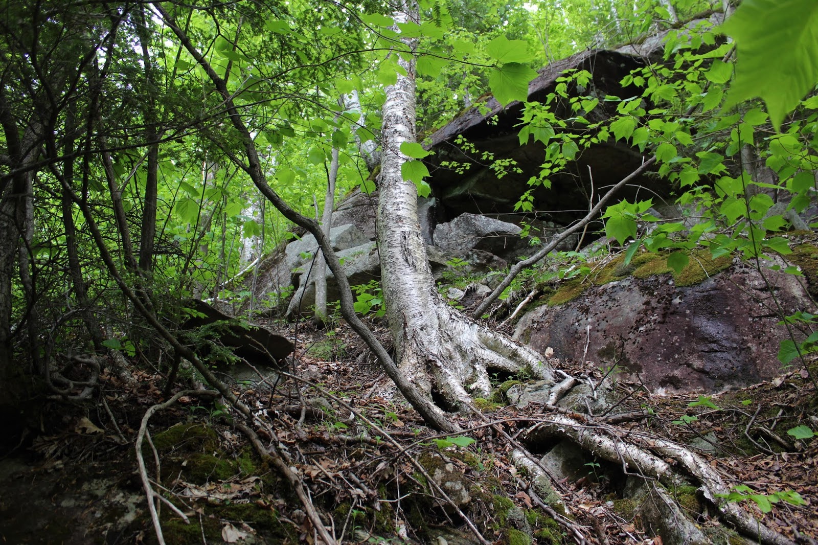 Walking Man 24 7 Eagle Pond & Eagle Pond Ledges(Wilcox Lake Wild