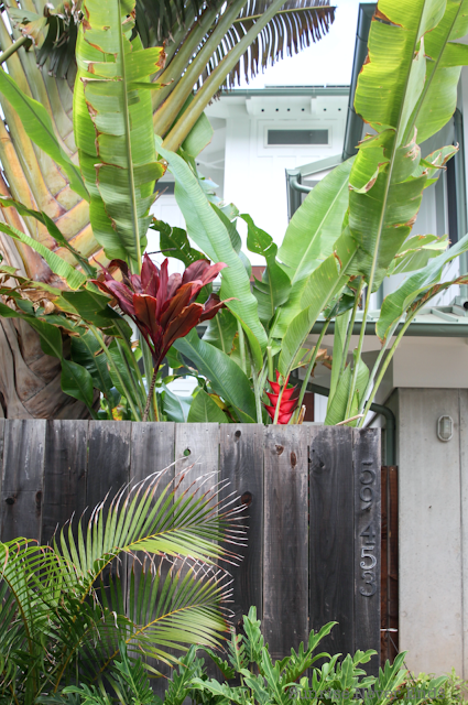 random,north shore,oahu,hawaii,beach house,beach shack,végétation tropicale,palmiers,bananiers,