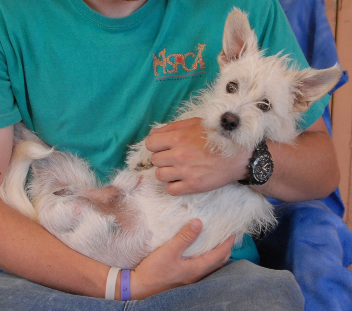 Austin, a young West Highland White Terrier mix with three legs