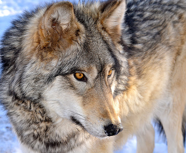 White Wolf : Get Up Close and Personal with Wolves at Colorado Wolf and ...