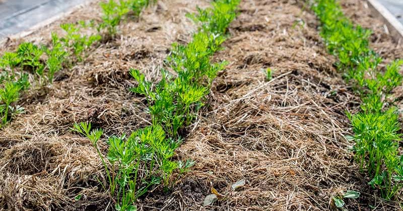 mulch grass clippings mulch grass clippings