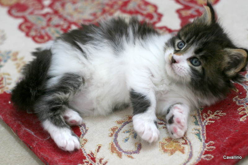 Cavallino 猫 ねこ ネコ 子猫の笑い顔 子猫通信