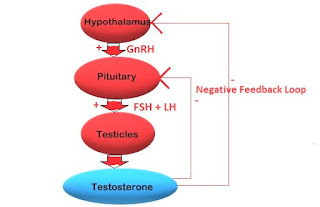 TESTOSTERONE