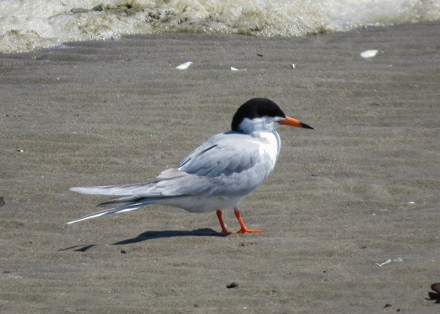 Forster's Tern - Jamaica Bay, New York