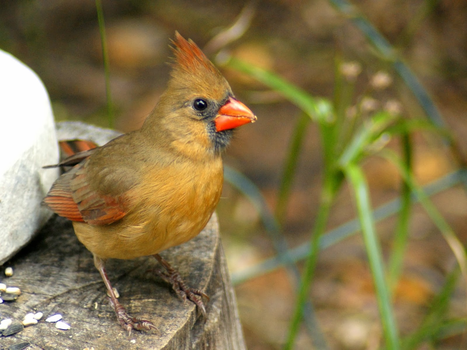 SE Texas Birding & Wildlife Watching Busy in Our Backyard