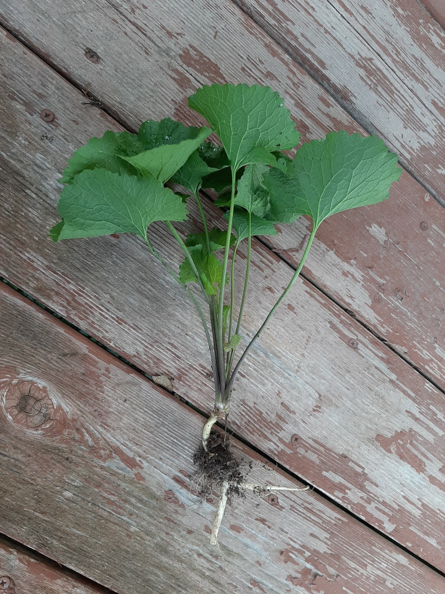 Fall invasive species management in onfarm woody areas The Drummer