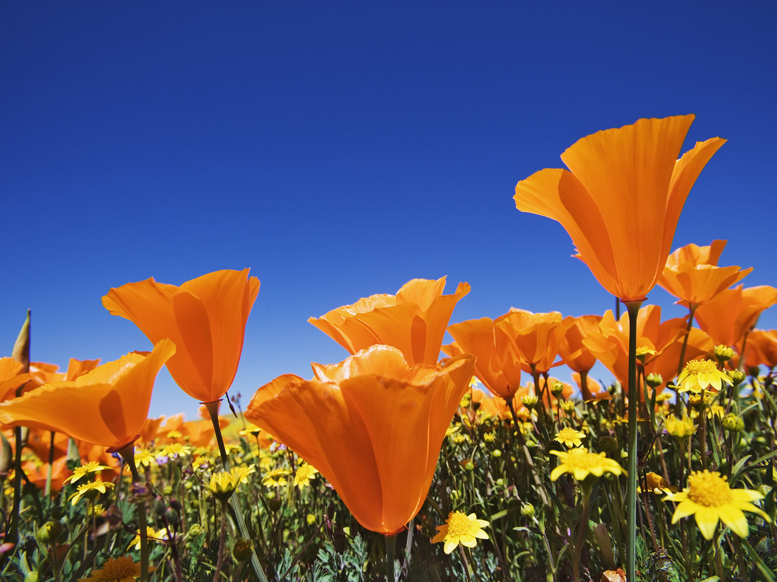 ΔΙΑΦΟΡΑ ΛΟΥΛΟΥΔΙΑ photos - wallpapers (ανανεωμένο) | the fun bank