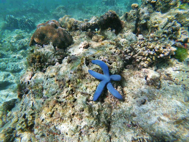 Как крымчане филиппинились: Боракай и Себу -Белый песок на Белом пляже, гигантские ракушки и китовые акулы