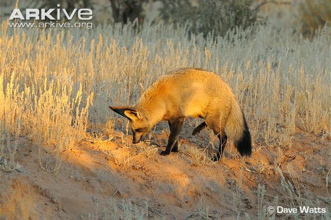 Bat eared Fox