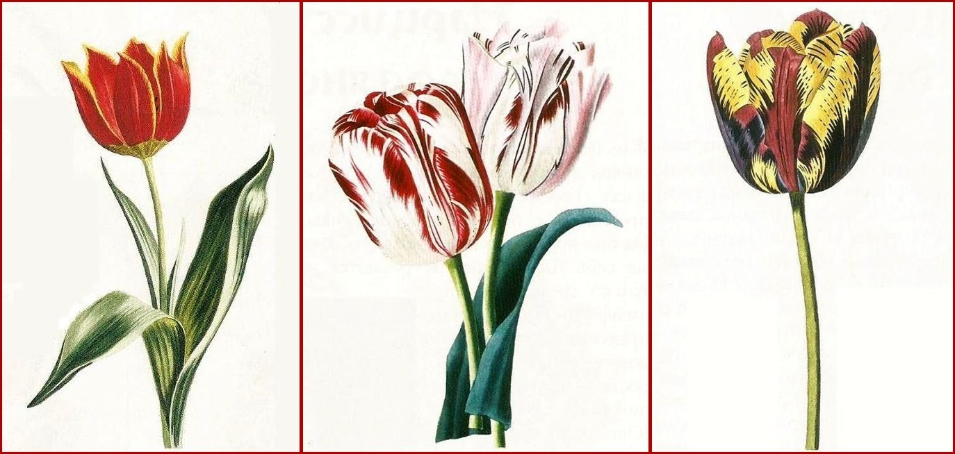 луковицы тюльпанов светофор. тюльпаны ульяновский совхоз. размер тюльпана. тюльпан 1-1. высота тюльпана.
