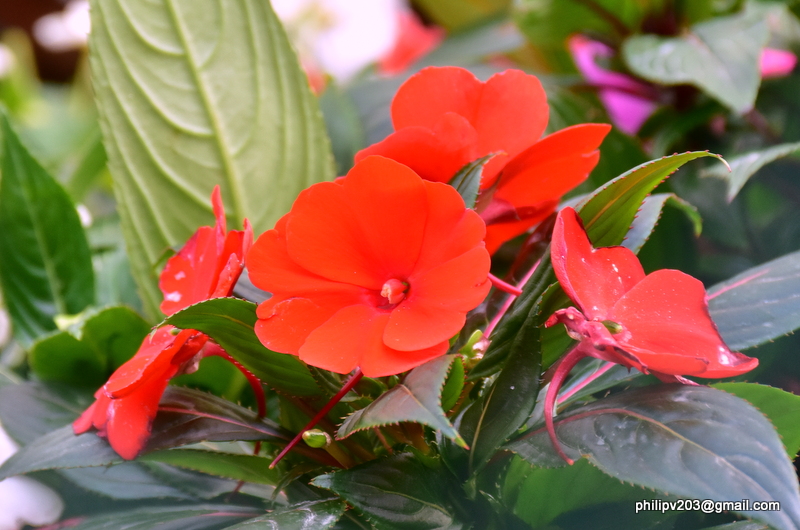 philipveerasingam Flower plants for sale roadside, Haldumulla, Sri Lanka.