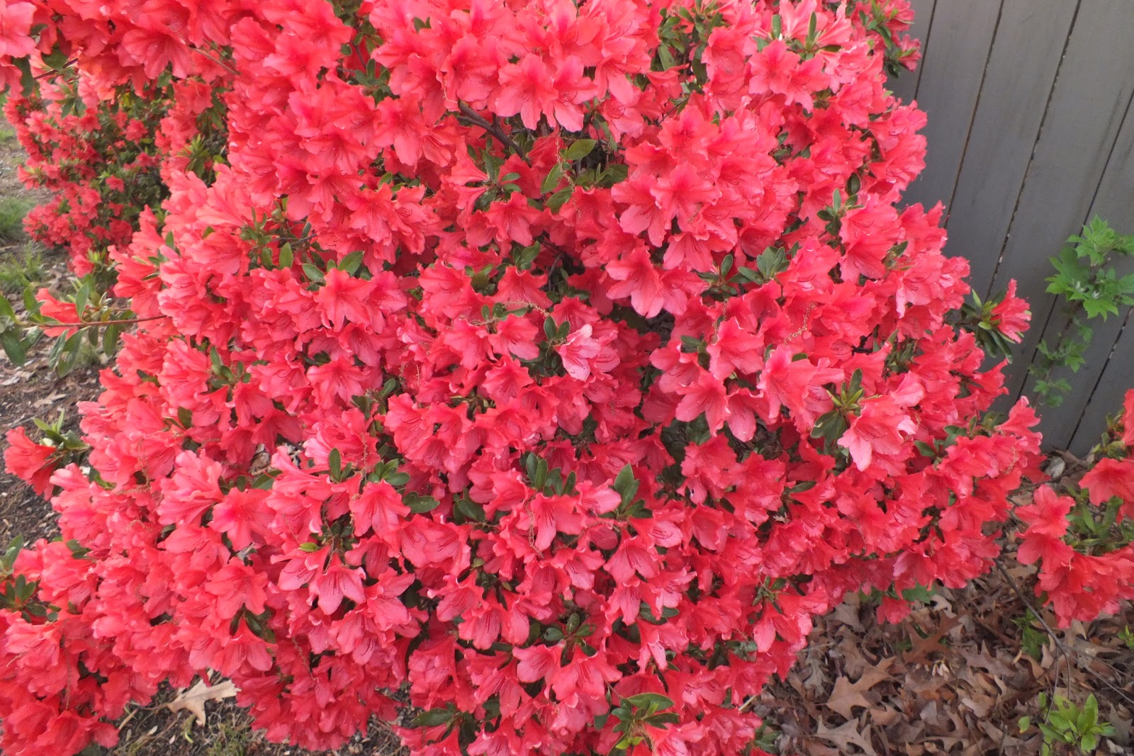 Gene's Garden April flowers