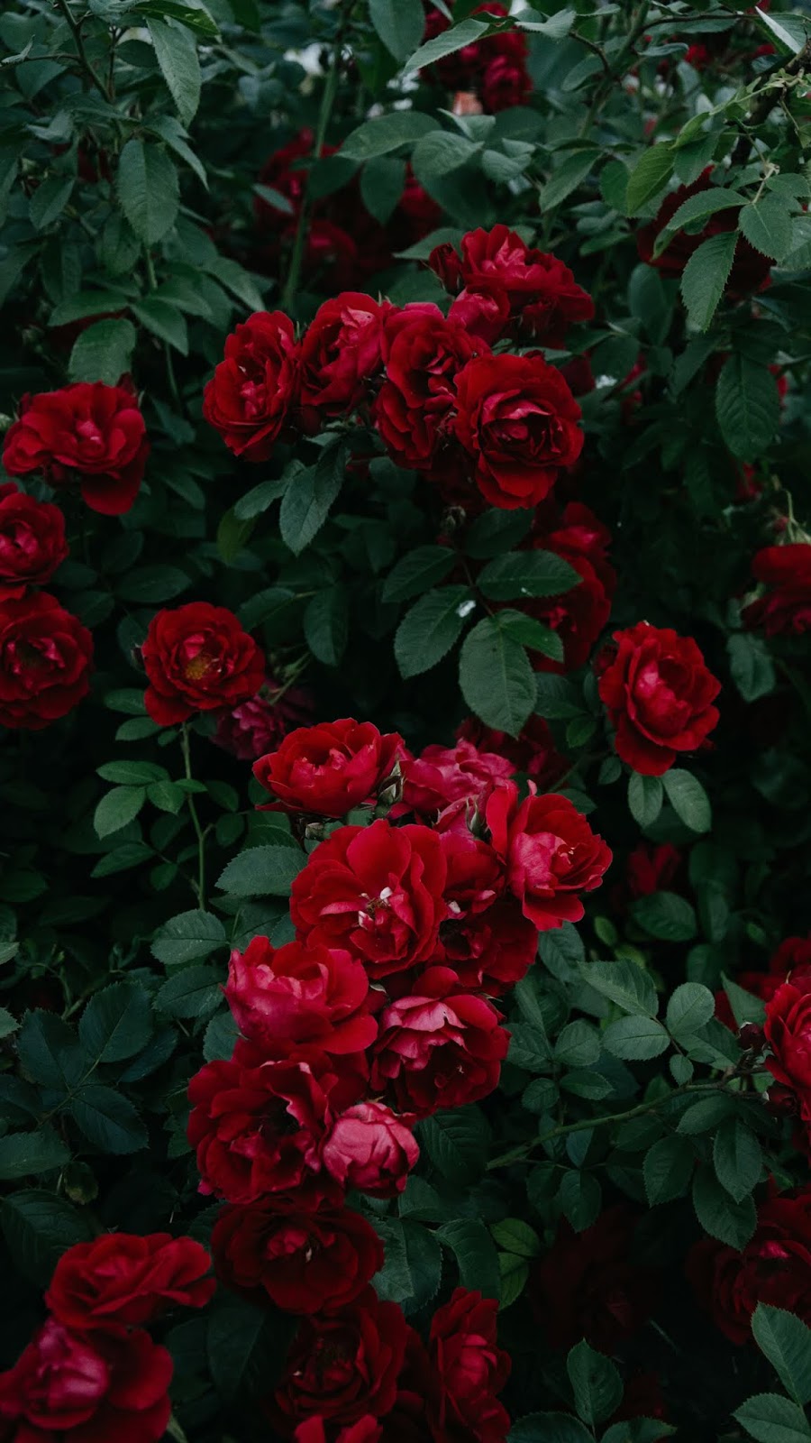 Red rose aesthetic