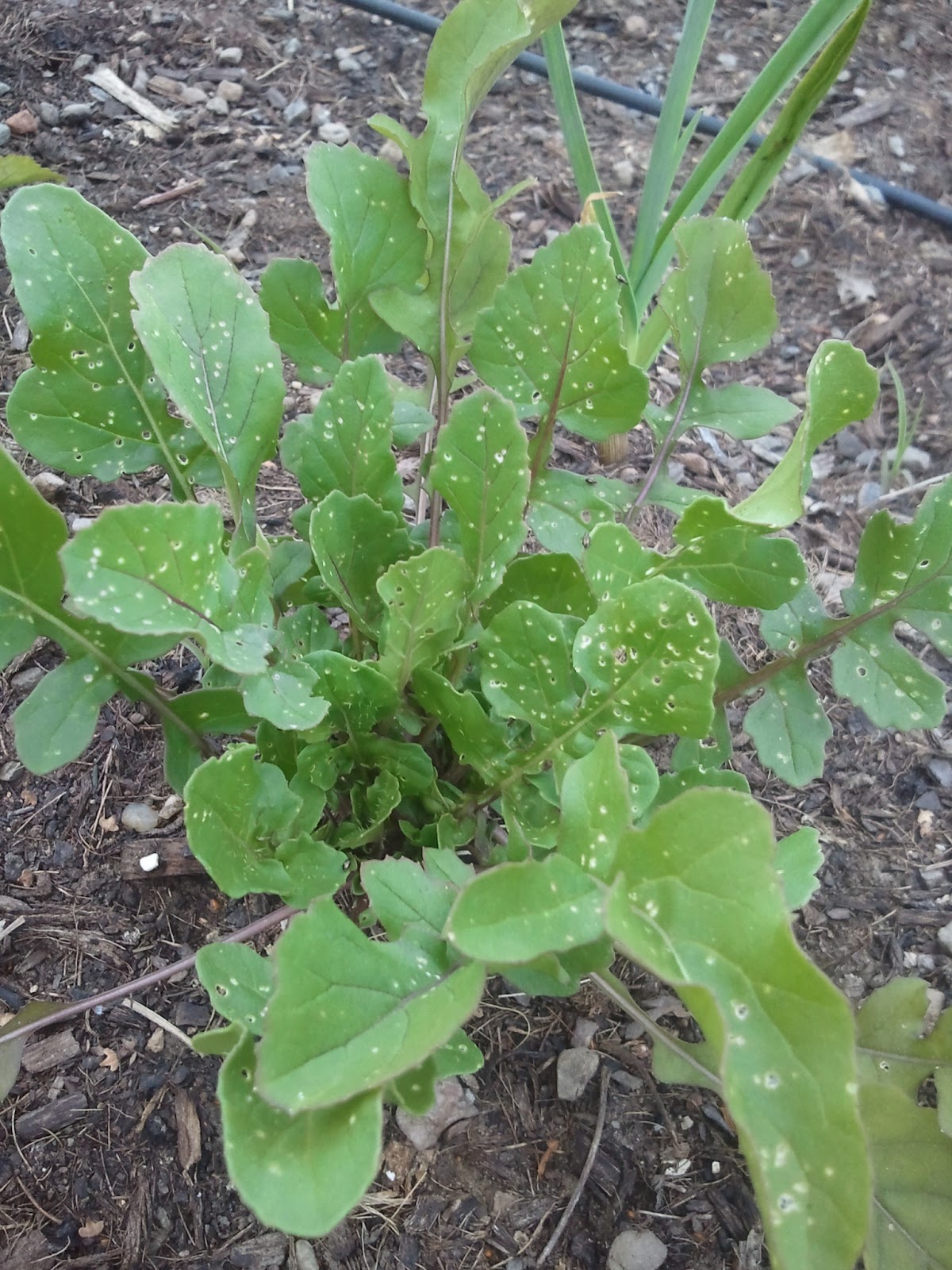 The Gnome Knows Best Why Does My Arugula Have Holes?