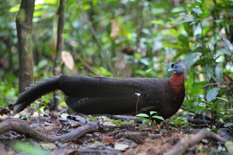 20 Types of Rare Birds in Indonesia Complete with Images - Bous Bird
