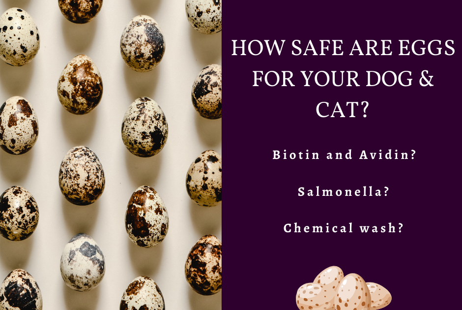 How Safe Are Eggs for Your Dog, Cat? Myths and Truths about Biotin
