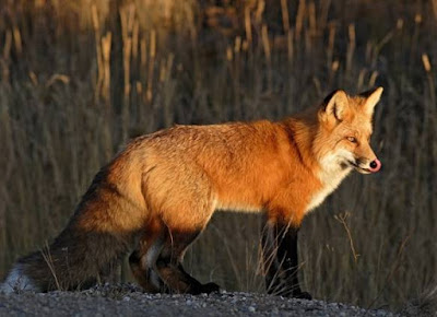 Fox is Animal That Start With F Fox is Animal That Start With F