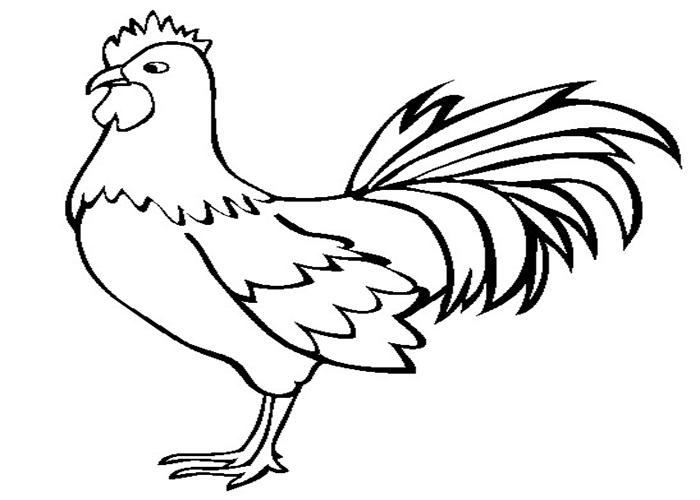 gambar mewarnai binatang ayam