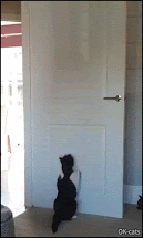 Funny Cat GIF • Crazy cat jumps repetitively on door, chasing an invisible bug! Don't try to understand!