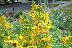 Wild senna