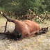 Ιωάννινα:Αποκαρδιωτικές εικόνες ...Πέταξαν νεκρό  άλογο δίπλα σε ποτάμι ...