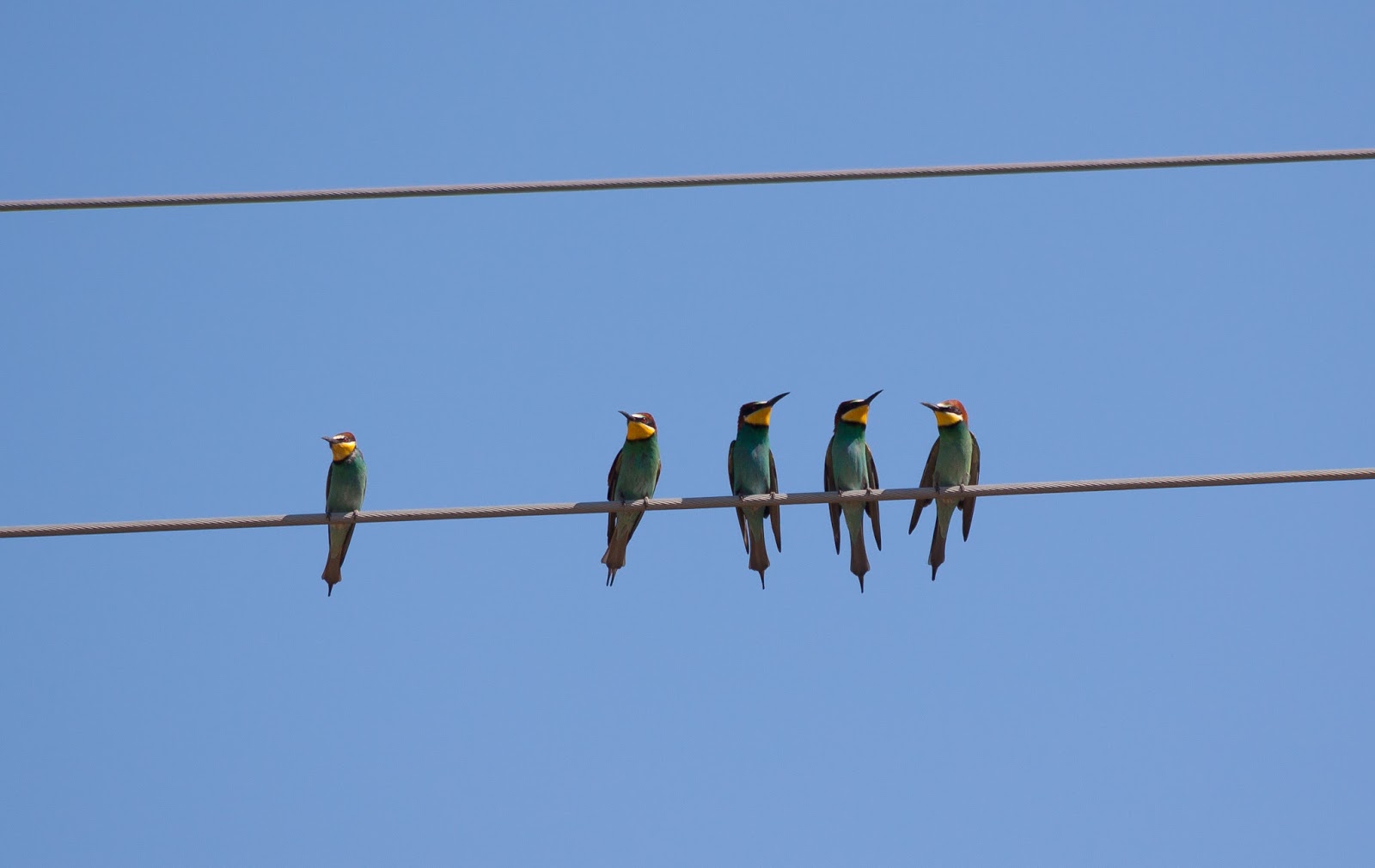 Bee-eaters - Spain