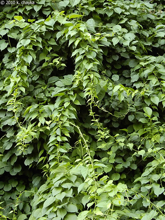 Central Pennsylvania Forestry New Video on Managing Oriental Bittersweet
