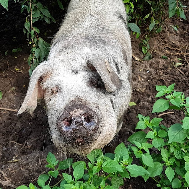 Pippi Langstrumpf, Kunst für Kinder und ein Besuch im Zoo: Ein toller Tag in und um Vejen. Glückliche schwedische Schweine im Glad Zoo.