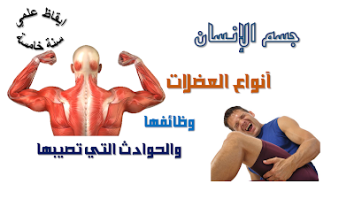 أنواع العضلات - وظائفها - الحوادث التي تصيب العضلات