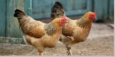 Ayam dan ciri - ciri ayam - berbagaireviews.com