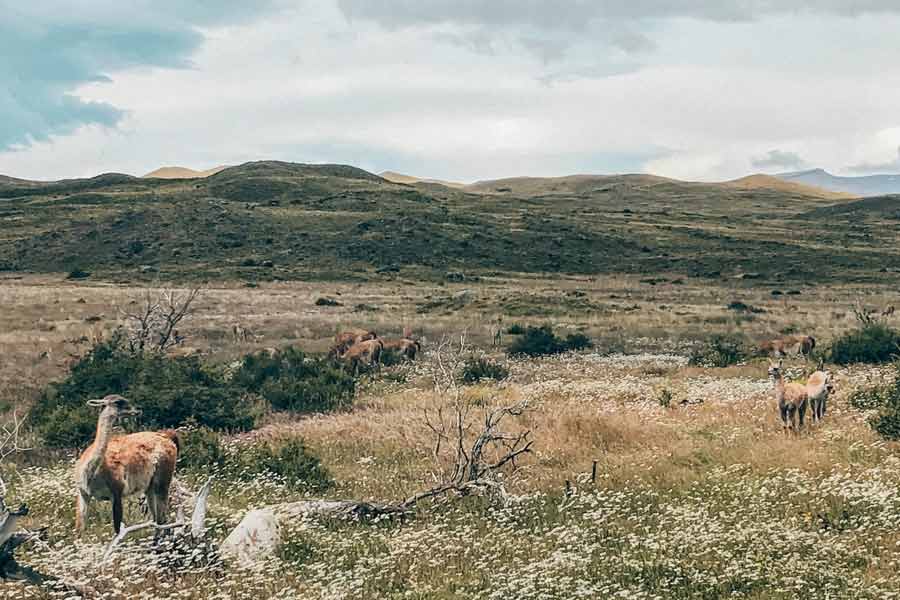 Qué ver en Patagonia chilena