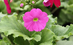 Poison Primrose