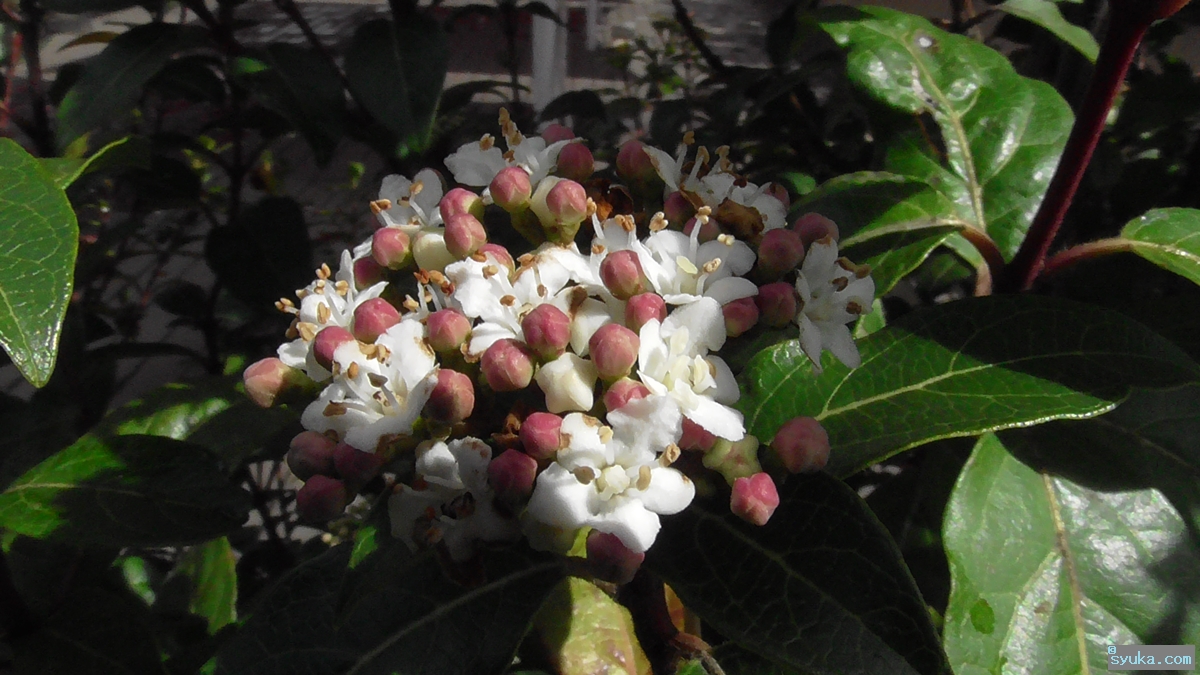 トキワガマズミの花